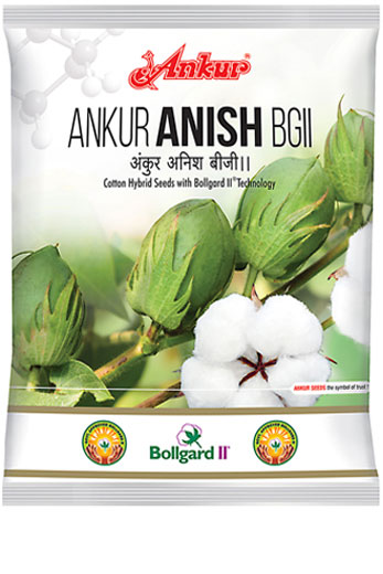Ankur Anish BG II 